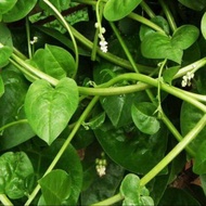 30 เมล็ด ผักปลัง ผักปั๋ง ผักปลังเขียว (Ceylon Spinach) Giant Malabar Spinach Seeds