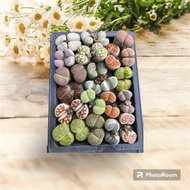 Living Stone / Plants - 20 pcs Lithops twins mix plant (size: 1.2 - 1.5 cm/head) Random on shipment.