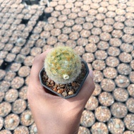 🌵💥ึคามิเน่ 💥🌵 Mammillaria carmenae  ไม้เมล็ด ขนาด 3-4 ซม.  ต้นกระบองเพชร ต้นแคคตัส (แคคตัส กระบองเพชร)