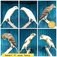 burung kenari F1 SF scot fancy bahan jantan banyak pilihan