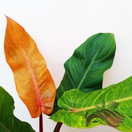 Philodendron Orange Marmalade by LS Group