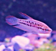 【成崧水族】小叩叩魚 珍珠麗麗魚 珍珠麗麗 麗麗魚 小麗麗魚