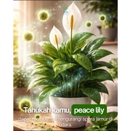 Indoor peace lily plant