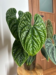 Anthurium luxurians 奢華花燭