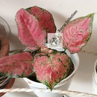 Itari Bibit Tanaman Hias Aglonema Red Lady Valentine Pink Real Plant
