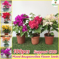[Fast Delivery] 100pcs Mixed Dwarf Bougainvillea Bonsai Seeds for Planting Flowers Flowering Plants Seeds Gardening Flower Seeds Easy To Grow Philippines Potted Ornamental Plants Indoor Outdoor Real Plant Air Purifying Live Plants Bougainvillea Plant Seed