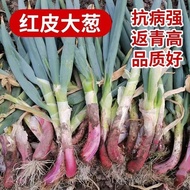 Red Skin Scallion Seeds Northeast Scallion Seeds Scallion Seeds Scallion Seeds Original Vegetable Se