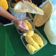 BEST Durian Montong Bali-Palu Premium Fresh Utuh Pilihan - Durian