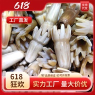 Height 6-7cm Beige Flower Small Octopus Shampoo Massage Comb Horn Pointed Semi-Solid Head Octopus Di
