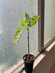 Aglaonema pictum tricolor 3色迷彩粗肋草