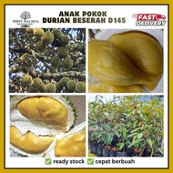 🔥💥 Pokok DURIAN D145 BESERAH | pokok kahwin durian cepat berbuah durian plant