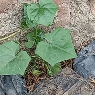 Tanaman coccinia timun padang timun tikus