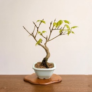 小品盆栽・日本宮樣楓・ミヤサマカエデ