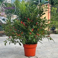 🌶Anak Pokok Cili Padi( pedas berapi),Cili Padi Kampung🌶