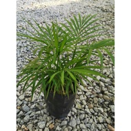 Jawa Palm / Bamboo Palm / Indoor Plant / home & garden decoration