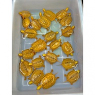 Educational Toys, Fun, Fun Parent-Child Fun