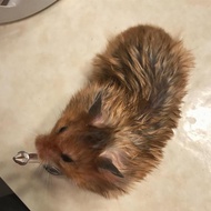hamster syrian satin (kirim sejawa barat)