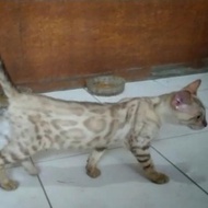 kucing bengal jantan snow