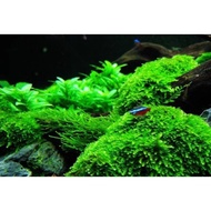 Water Plants - Java Moss