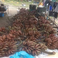 Benih pisang udang merah