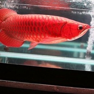 ARWANA SUPER RED CHILI 50 CM