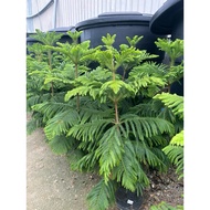 BSB-Hong Kong Pine 3-4ft