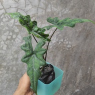 alocasia jacklin/jacklyn/SP Sulawesi