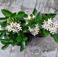 Pokok Bunga Ixora/Pecah Periuk/Jejarum/Siantan Aneka Warna