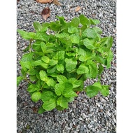 Pokok herba Pudina(mint)