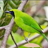 burung cucak ijo mini jantan