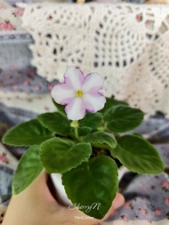 非洲紫羅蘭盆栽