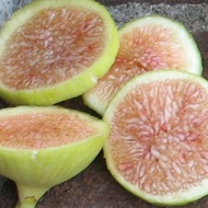 1 ต้น มะเดื่อฝรั่ง ต้นพร้อมให้ลูก ลำต้นสูง 30 ซม Figs Tree สายพันธุ์ Atreano