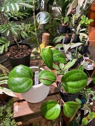 Hoya SP sarawak 秘密毬蘭