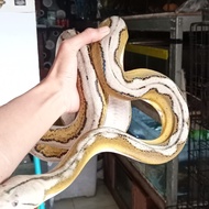 retic motley platinum Sunfire het albino