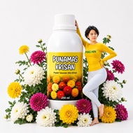 Punamas Krisan / Pupuk Bunga Krisan Seruni Agar rajin berbunga Lebat Warna Cerah Batang Kuat
