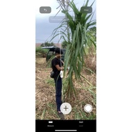 Napier ( rumput gajah ) makanan ternakan kambing lembu kuda kerbau itik ayam