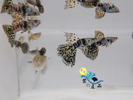 純品系 鯊魚背黃老虎孔雀魚 (一對) 純品系孔雀魚專區 活體宅配 戶外飼養