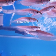 👍👍 arwana silver red / ikan arowana silver red fish aquascape