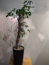 藍白皮橄欖