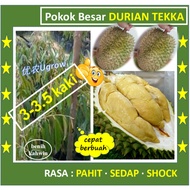 Pokok Besar Durian TEKKA (3.0-3.5 kaki) D160 竹脚 榴莲苗 Sapling Durian Tekka
