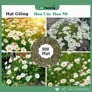 Chrysanthemum Seeds - Pack of 500 Seeds - AZ Farming