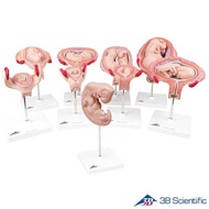 종로의료기 | 3B Scientific Fetal Development Fetal Model 9-Piece Set Pregnant Fetal Model L11