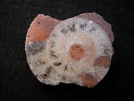 天然斑彩螺化石(鸚鵡螺化石把玩件)