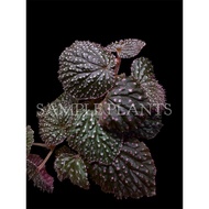 【HIDINGNATURE】 Begonia ocellata (SuperRare plant) terrarium plant