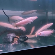 channa argus albino