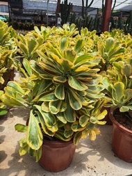 Euphorbia poissonii variegated  ทองอำพัน  มังกรทองต้นไม้อวบน้ำ Euphorbia poissonii variegated ไม้อวบ