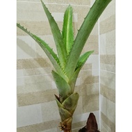 Bromeliad Aechmea Bracteata Variegated @ Buaya Batik Tahan Panas / Rare Plant