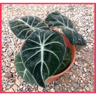 READY STOCk [ alocasia black velvet/ninja] ALOCASIA