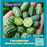 Rare Seed - Cucamelon, Mexiican Sour Gherkin, Heirloom
