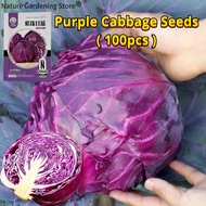เมล็ดพันธุ์ กะหล่ำปลี ม่วง บรรจุ 100เมล็ด Purple Cabbage Seed Organic Vegetable Seeds for Planting เมล็ดพันธุ์แท้ OP แท้ เมล็ดกะหล่ำปลี เมล็ดพันธุ์ผัก ผักสวนครัว บอนไซ บอนสี ผักออร์แกนิก พันธุ์ผัก เมล็ดผัก เมล็ดพันธุ์พืช ปลูกได้ตลอดปี เมล็ดงอกสูง ปลูกง่าย